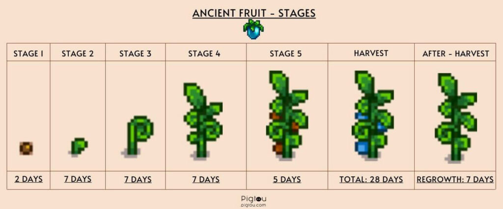 Ancient fruit growth stages