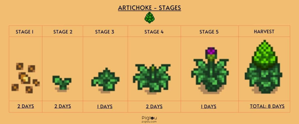 Artichoke growth stages
