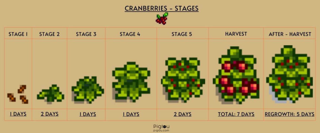 Cranberry growth stages